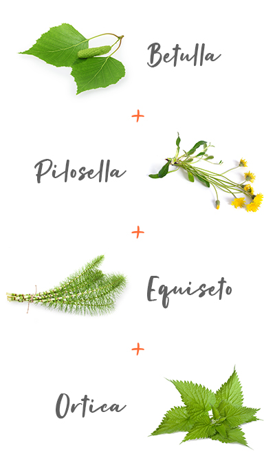 Ingredienti: betulla; Pilosella; Equiseto; Ortica